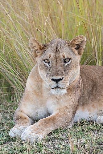 Zambia, South Luangwa National Park. Lioness. Art Print